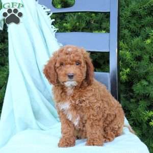 Hunter, Cavapoo Puppy
