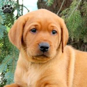 Hunter, Fox Red Labrador Retriever Puppy