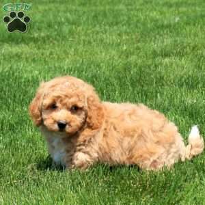 Hunter, Bich-Poo Puppy