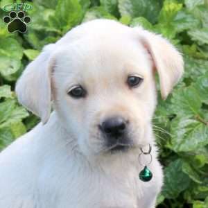 Hunter, Yellow Labrador Retriever Puppy
