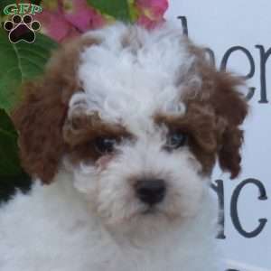 Hunter, Toy Poodle Puppy