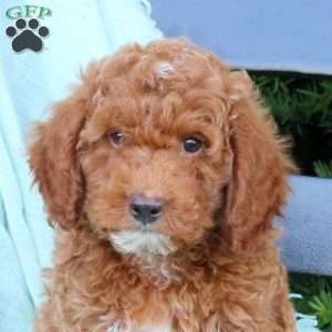 Hunter, Cavapoo Puppy