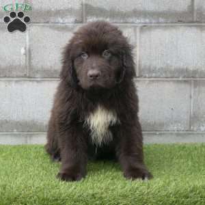 Hunter, Newfoundland Puppy