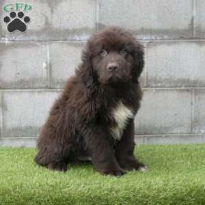 Hunter, Newfoundland Puppy