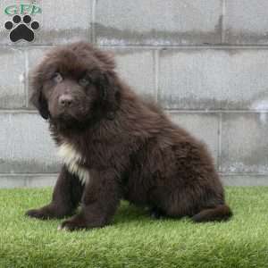 Hunter, Newfoundland Puppy