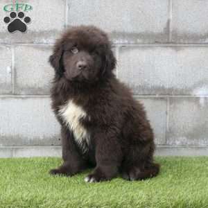Hunter, Newfoundland Puppy