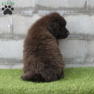 Hunter, Newfoundland Puppy