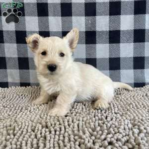 Mason, Scottish Terrier Puppy