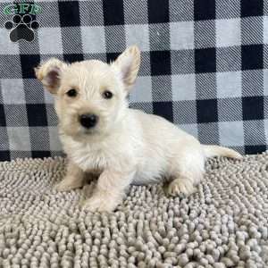 Mason, Scottish Terrier Puppy