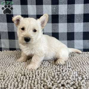 Mason, Scottish Terrier Puppy