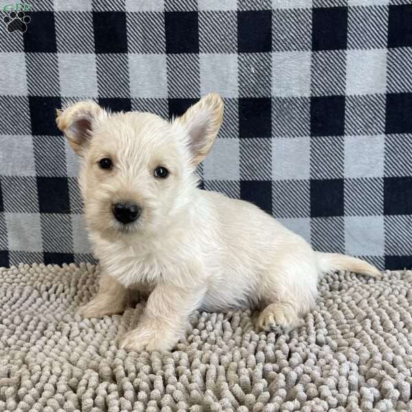 Mason, Scottish Terrier Puppy