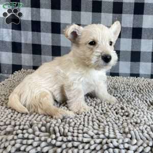 Mason, Scottish Terrier Puppy