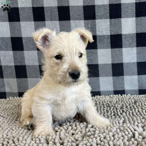 Margie, Scottish Terrier Puppy