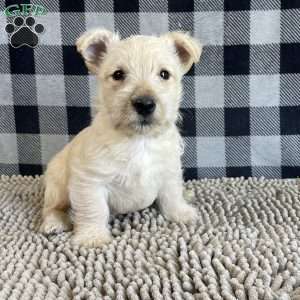 Margie, Scottish Terrier Puppy