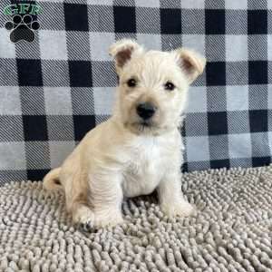 Margie, Scottish Terrier Puppy