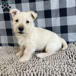 Margie, Scottish Terrier Puppy