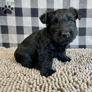 Mandy, Scottish Terrier Puppy