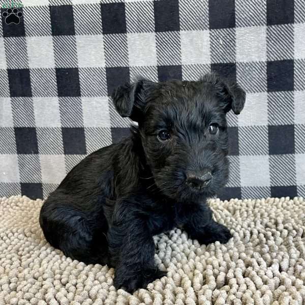 Mandy, Scottish Terrier Puppy