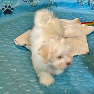 Helen, Havanese Puppy
