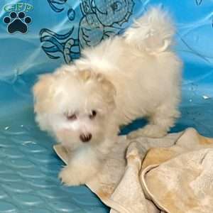 Helen, Havanese Puppy