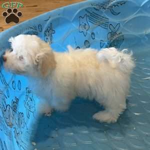 Helen, Havanese Puppy