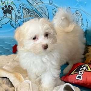 Helen, Havanese Puppy