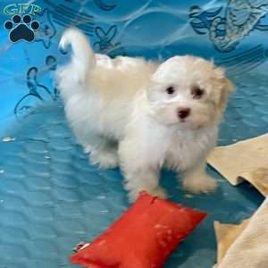 Helen, Havanese Puppy