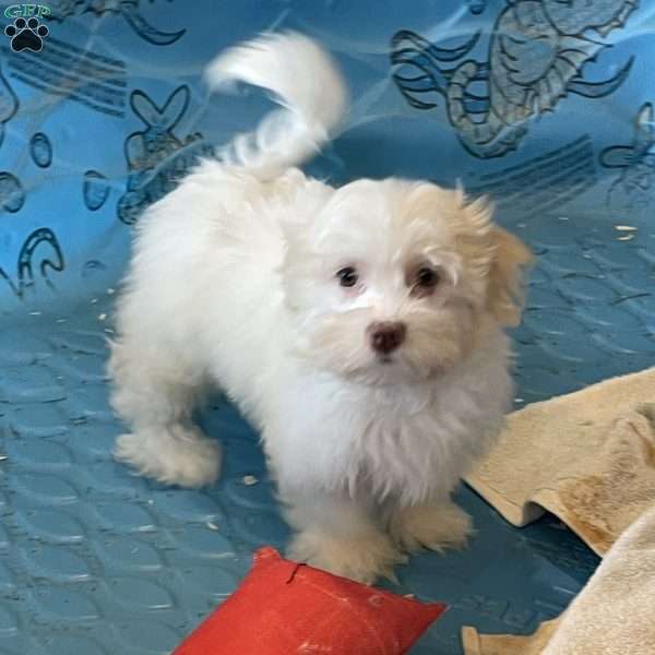 Helen, Havanese Puppy