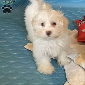 Helen, Havanese Puppy