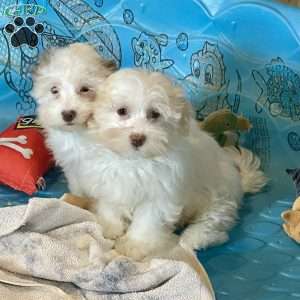 Helen, Havanese Puppy