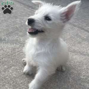 Parker, West Highland Terrier Puppy
