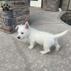 Parker, West Highland Terrier Puppy