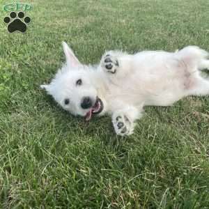 Parker, West Highland Terrier Puppy