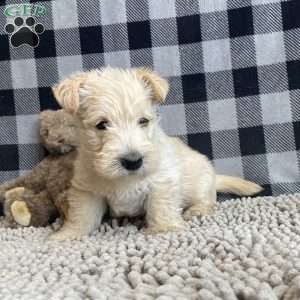 Shelby, Scottish Terrier Puppy