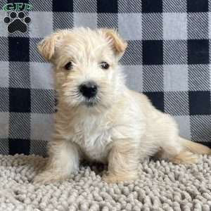 Shelby, Scottish Terrier Puppy