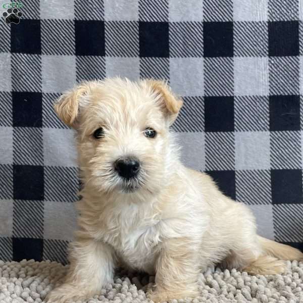 Shelby, Scottish Terrier Puppy