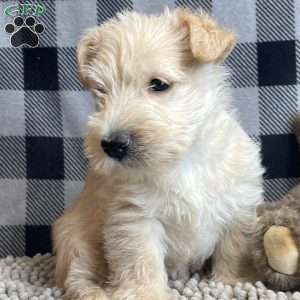 Shelby, Scottish Terrier Puppy