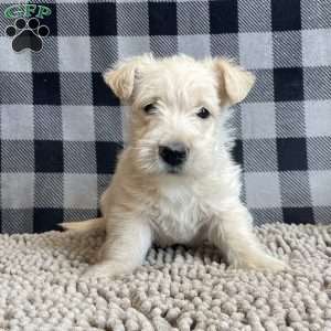 Sheena, Scottish Terrier Puppy