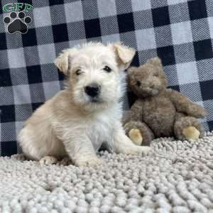 Sheena, Scottish Terrier Puppy