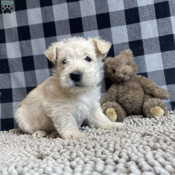 Sheena, Scottish Terrier Puppy