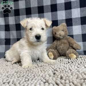 Sheena, Scottish Terrier Puppy