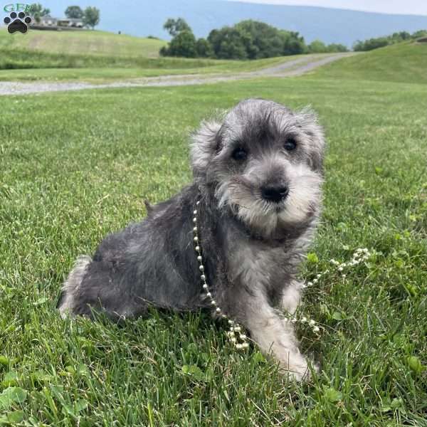 Oleta, Miniature Schnauzer Puppy