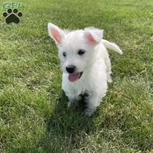Polly, West Highland Terrier Puppy