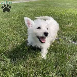 Polly, West Highland Terrier Puppy