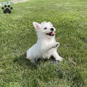Polly, West Highland Terrier Puppy
