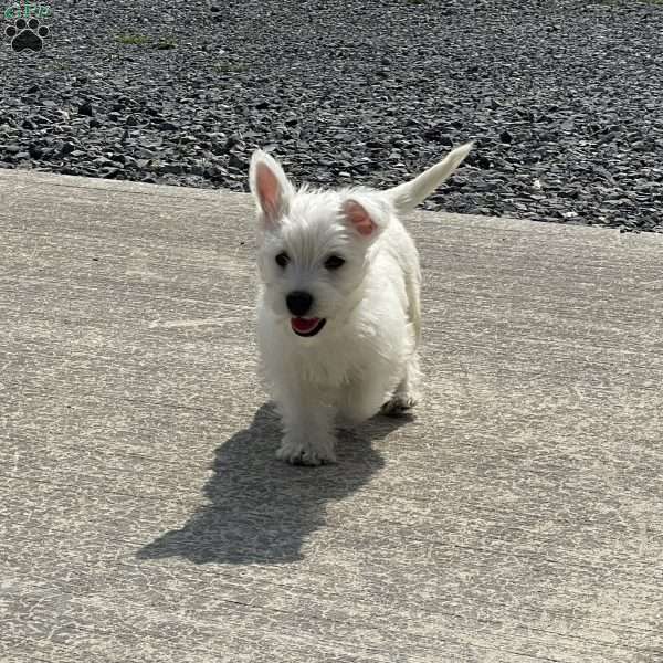 Polly, West Highland Terrier Puppy
