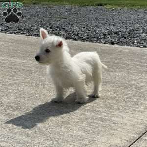 Polly, West Highland Terrier Puppy