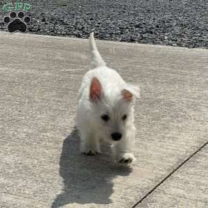 Polly, West Highland Terrier Puppy