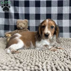 Kurt, Dachshund Puppy