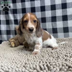 Kurt, Dachshund Puppy